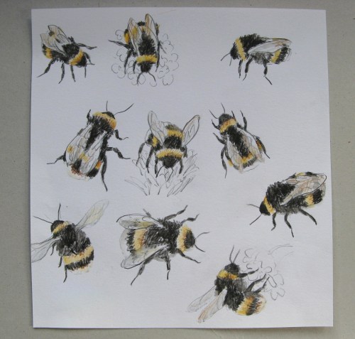 bee drawings 1