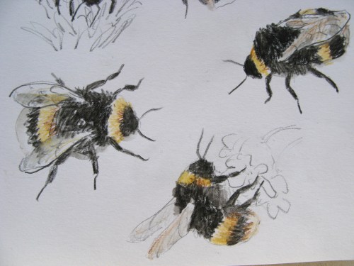 bee drawings 5