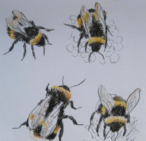 bee drawings 6