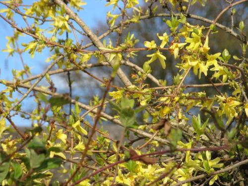 forsythia 1