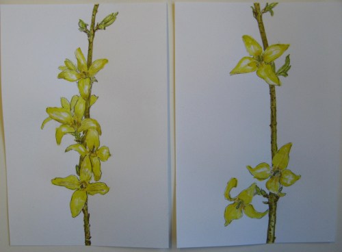 forsythia 3