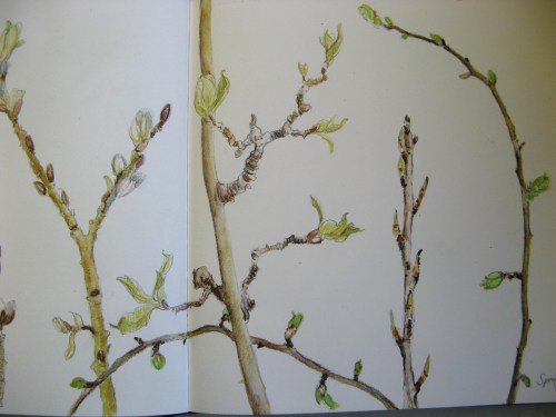 spring buds 4