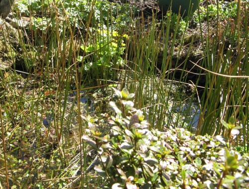 the garden this morning 3