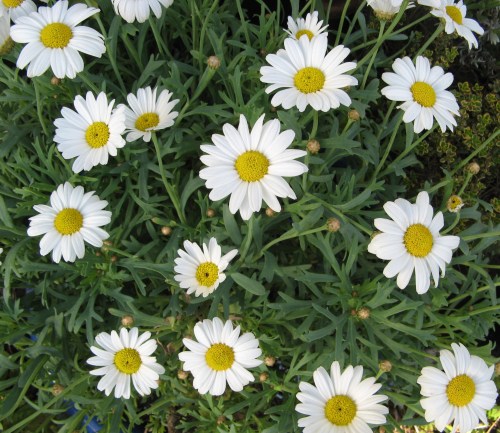 daisy embroideries 1