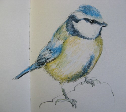 sketchbook birds 12