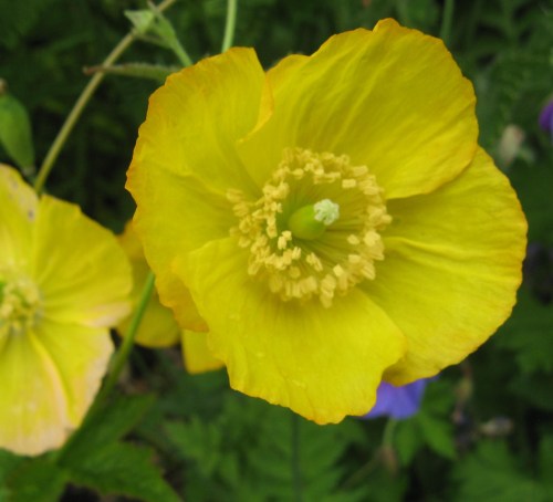 garden and bee brooches 022