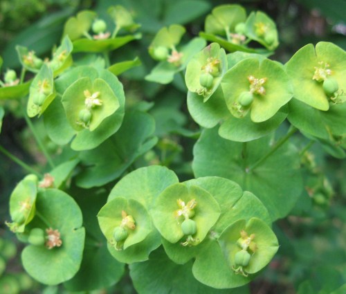 garden and bee brooches 051