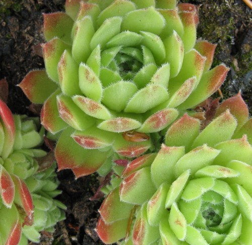 garden and bee brooches 069