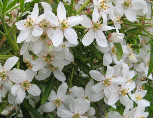 garden and bee brooches 073