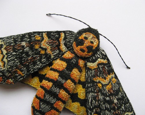 deaths head hawk moth 006