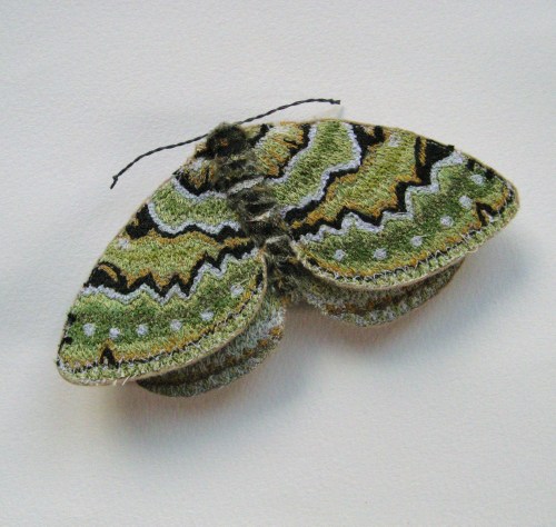 Green Carpet moth 015