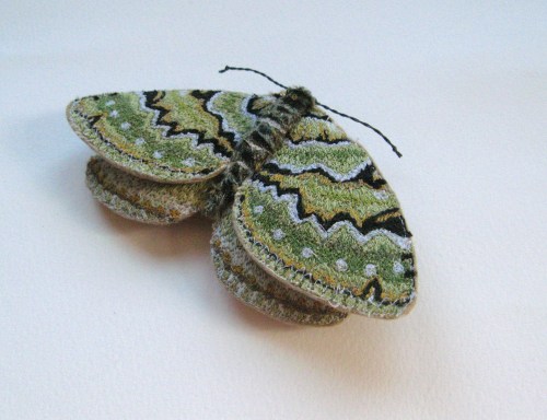 Green Carpet moth 029