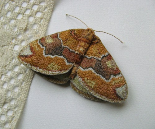 yellow moths 041
