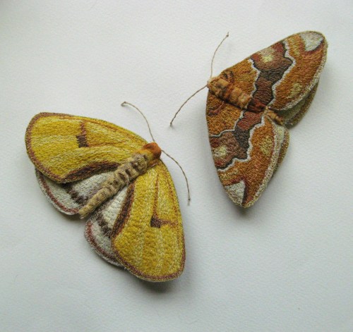 yellow moths 083