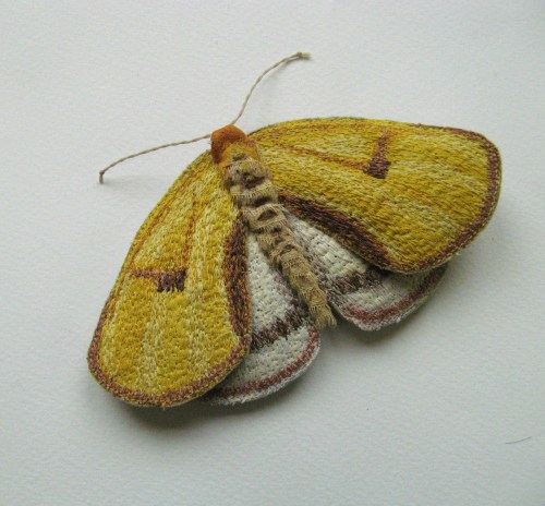 yellow moths 089