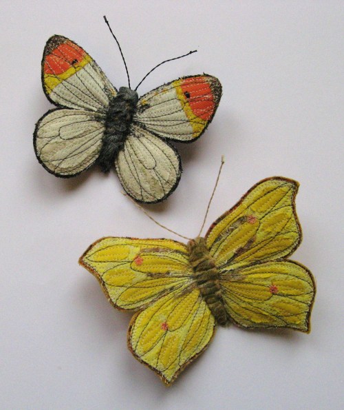 brimstone and orange tip 031