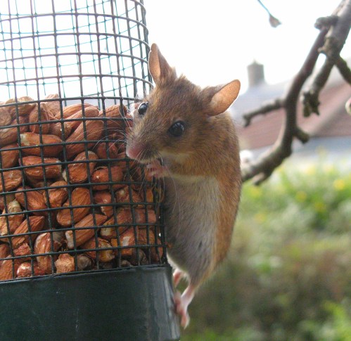 10th april cheeky mouse 1