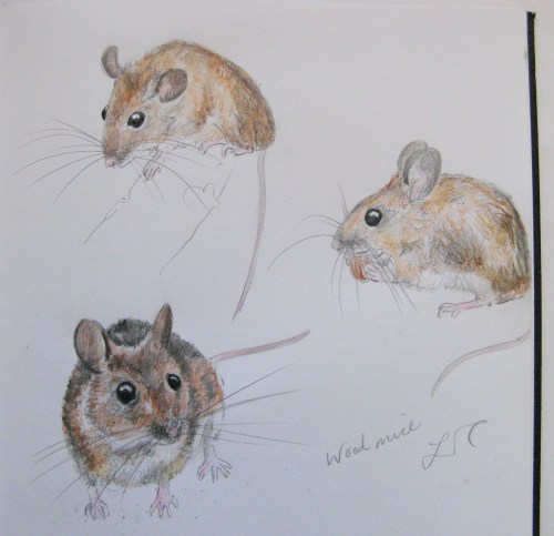 sketchbook woodmice 1