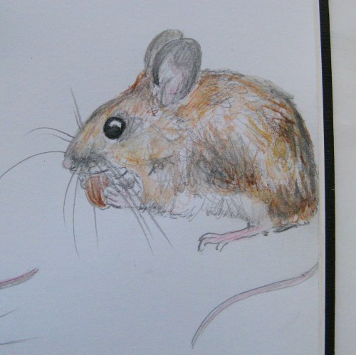 sketchbook woodmice 3